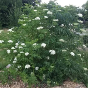25 Sambucus Canadensis Elderberry Bare-root 6-12 Inch Tall - Native Shrub