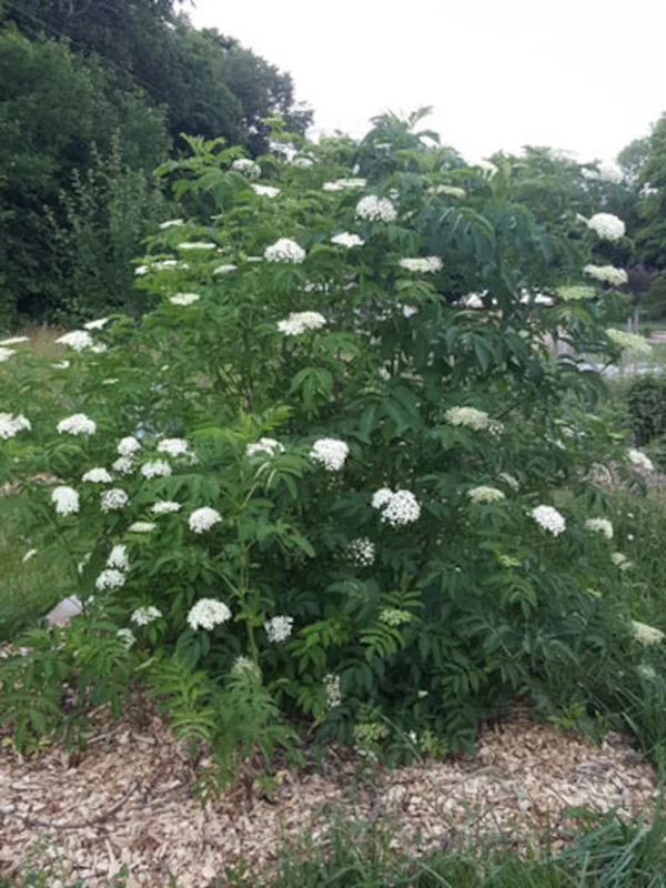 25 Sambucus Canadensis Elderberry Bare-root 6-12 Inch Tall - Native Shrub