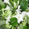 25 Seeds Loroco Plant Seeds - White Loroco Flowers, Edible Vegetable Seeds