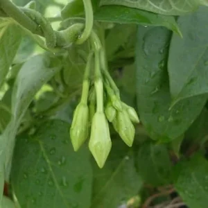 25 Seeds Loroco Plant Seeds - White Loroco Flowers, Edible Vegetable Seeds