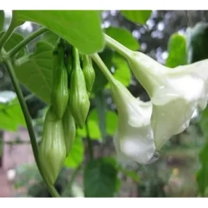 25 Seeds Loroco Plant Seeds - White Loroco Flowers, Edible Vegetable Seeds
