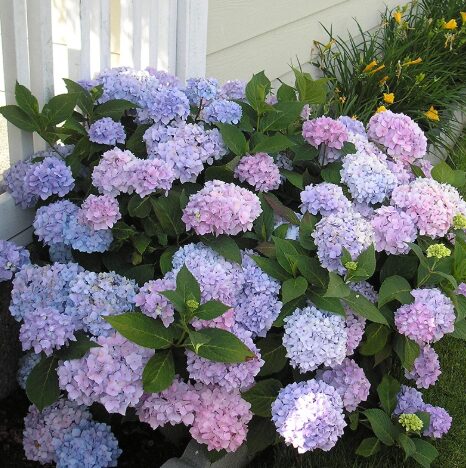 Hydrangea 'All Summer Beauty' Starter Plant - 5-7 Inch - Dormant - Image 2