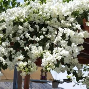 White Bougainvillea Live Starter Plant 4