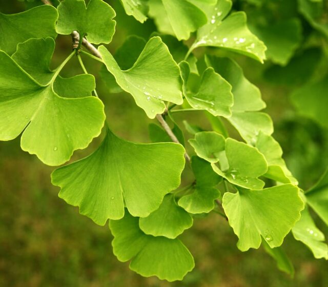 Ginkgo Biloba Maidenhair Tree - Starter Plant 5-7 Inch - Dormant - Image 2