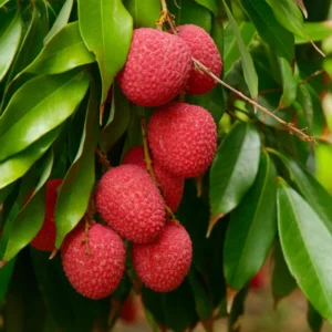 A Lychee Live Fruit Plant, Fruit Tree Tropical Plant, Outdoor Garden, 4