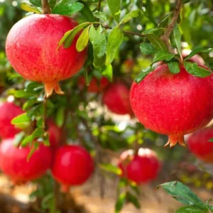 A Pomegranate Fruit Live Tree, Large Fruit and Sweet Fruit, 4