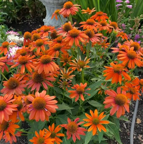 Echinacea 'ARTISAN SOFT ORANGE' Coneflower - 4-6 Inch Starter Plant