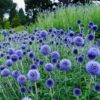 Echinops Ritro Globe Thistle - 2.5 x 3.5 inch Starter Plant - Perennial