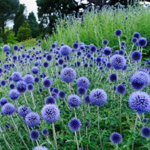 Echinops Ritro Globe Thistle - 2.5 x 3.5 inch Starter Plant - Perennial