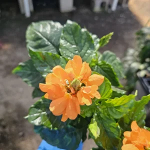Crossandra Orange Marmalade Live Plant 4