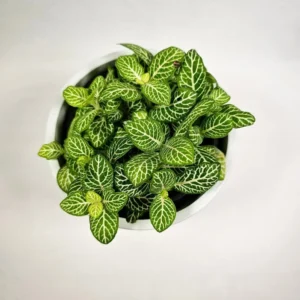 Fittonia Joly Lemon Live Plant 2