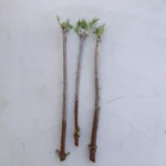 3 American Elderberry Cuttings Unrooted | Sambucus Bush Shrub Perennial