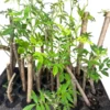3 American Elderberry Sambucus Canadensis Live Plant Fully Rooted Perennial