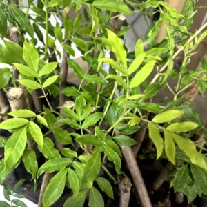 3 American Elderberry Sambucus Canadensis Live Plant Fully Rooted Perennial