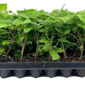3 Apache Blackberry Plant Thornless Rubus Fruit Starter Bare Root