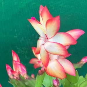 3 Assorted Christmas Cactus Plants - Live Schlumbergera 4-6 Inch - Vibrant Blooms