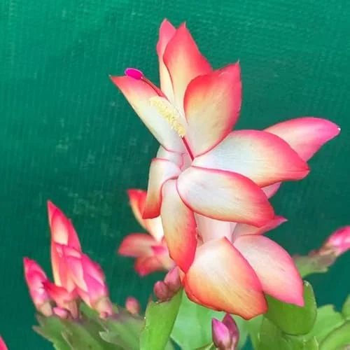 3 Assorted Christmas Cactus Plants - Live Schlumbergera 4-6 Inch - Vibrant Blooms