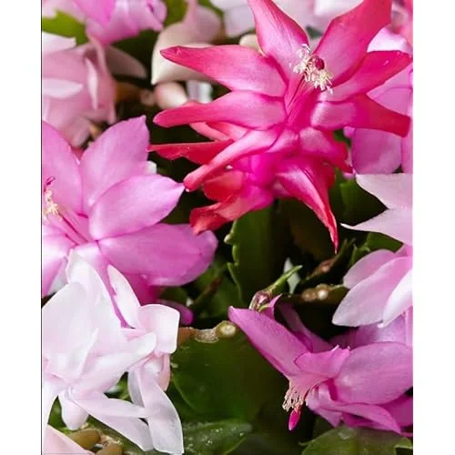 3 Assorted Christmas Cactus Plants - Live Schlumbergera 4-6 Inch - Vibrant Blooms