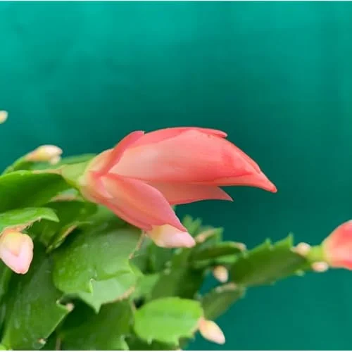 3 Assorted Christmas Cactus Plants - Live Schlumbergera 4-6 Inch - Vibrant Blooms