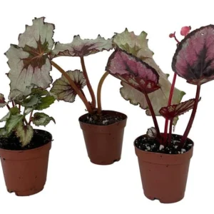 3 Assorted Rex Begonia Plants – 2-Inch Pots, Colorful Leaf Houseplants