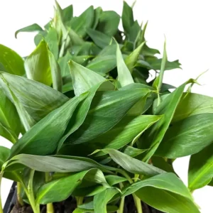 3 Banana Tree Musa Gran Nain Starter Plant Green Fruit Tree Dwarf