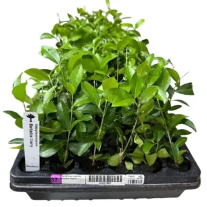 3 Barbados Cherry Tree Malpighia Emarginata Starter Plant Edible Fruit