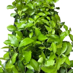 3 Barbados Cherry Tree Malpighia Emarginata Starter Plant Edible Fruit