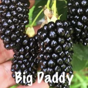 3 Big Daddy Thornless Blackberry Plants Rubus Edible Fruit Bare Root