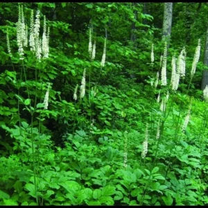 3 Black Cohosh Plants Roots | Organic Actaea Racemosa Snakeroot Wildflower