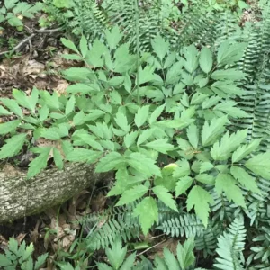 3 Black Cohosh Plants Roots | Organic Actaea Racemosa Snakeroot Wildflower