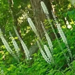 3 Black Cohosh Plants Roots | Organic Actaea Racemosa Snakeroot Wildflower