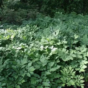3 Black Cohosh Plants Roots | Organic Actaea Racemosa Snakeroot Wildflower