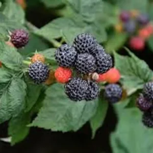 3 Black Hawk Raspberry Plants Rubus occidentalis Hardy Fruit Bush - 1-2 Year Old