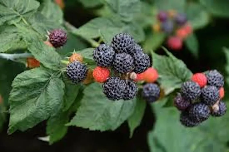 3 Black Hawk Raspberry Plants Rubus occidentalis Hardy Fruit Bush - 1-2 Year Old