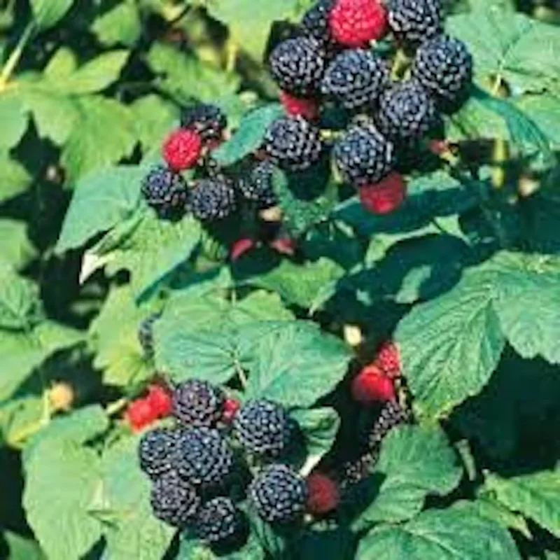 3 Black Hawk Raspberry Plants Rubus occidentalis Hardy Fruit Bush - 1-2 Year Old