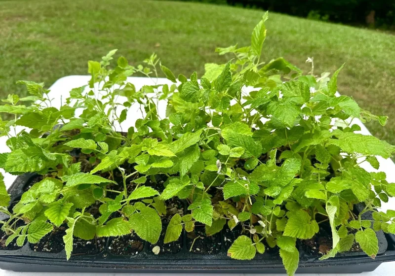 3 Black Raspberry Plant Starter - Mysore Rubus Niveus, Tropical Fruit Bush