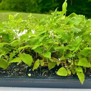 3 Black Raspberry Plant Starter - Mysore Rubus Niveus, Tropical Fruit Bush