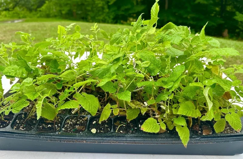 3 Black Raspberry Plant Starter - Mysore Rubus Niveus, Tropical Fruit Bush