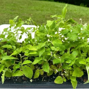 3 Black Raspberry Plant Starter - Mysore Rubus Niveus, Tropical Fruit Bush
