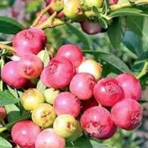 3 Blueberry Pink Lemonade Vaccinium Rabbiteye Starter Plant Edible Fruit
