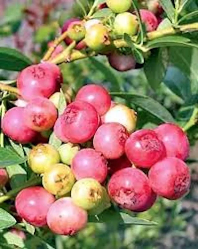 3 Blueberry Pink Lemonade Vaccinium Rabbiteye Starter Plant Edible Fruit