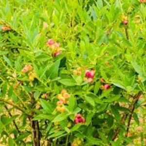 3 Blueberry Pink Lemonade Vaccinium Rabbiteye Starter Plant Edible Fruit