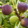 3 Brown Turkey Fig Tree Starter Plant Ficus Carica Fruiting Fig