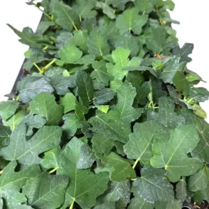 3 Brown Turkey Fig Tree Starter Plant Ficus Carica Fruiting Fig