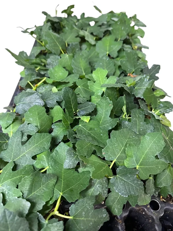 3 Brown Turkey Fig Tree Starter Plant Ficus Carica Fruiting Fig