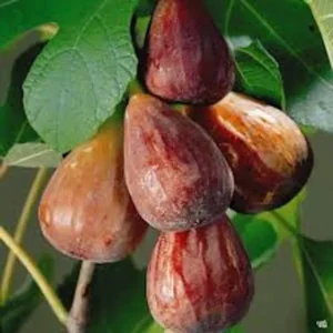 3 Brown Turkey Fig Tree Starter Plant Ficus Carica Fruiting Fig