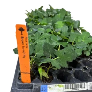 3 Brown Turkey Fig Tree Starter Plant Ficus Carica Fruiting Fig
