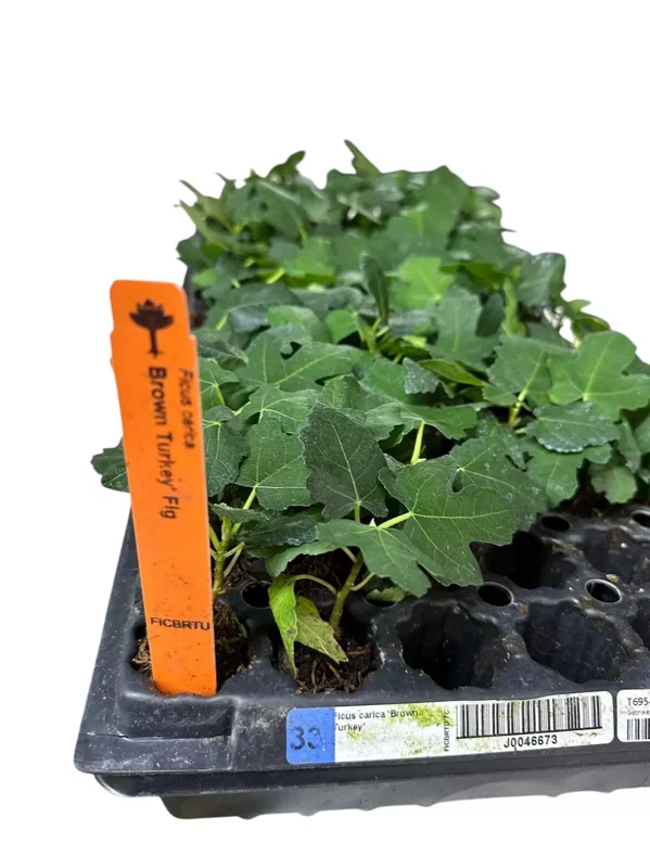 3 Brown Turkey Fig Tree Starter Plant Ficus Carica Fruiting Fig