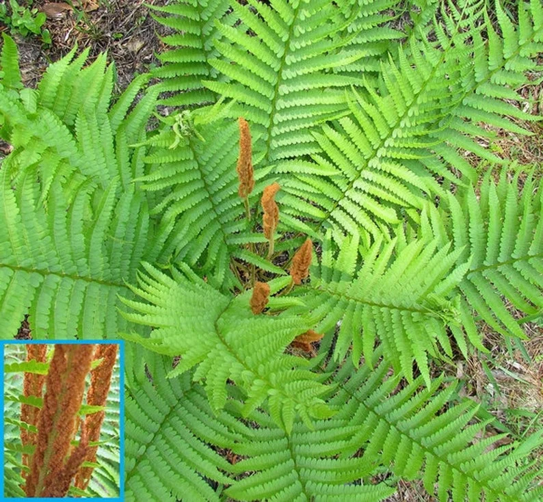 3 Cinnamon Fern Bareroots Osmunda Cinnamomea Roots Native Hardy Fern 5ft