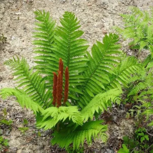 3 Cinnamon Fern Bareroots Osmunda Cinnamomea Roots Native Hardy Fern 5ft